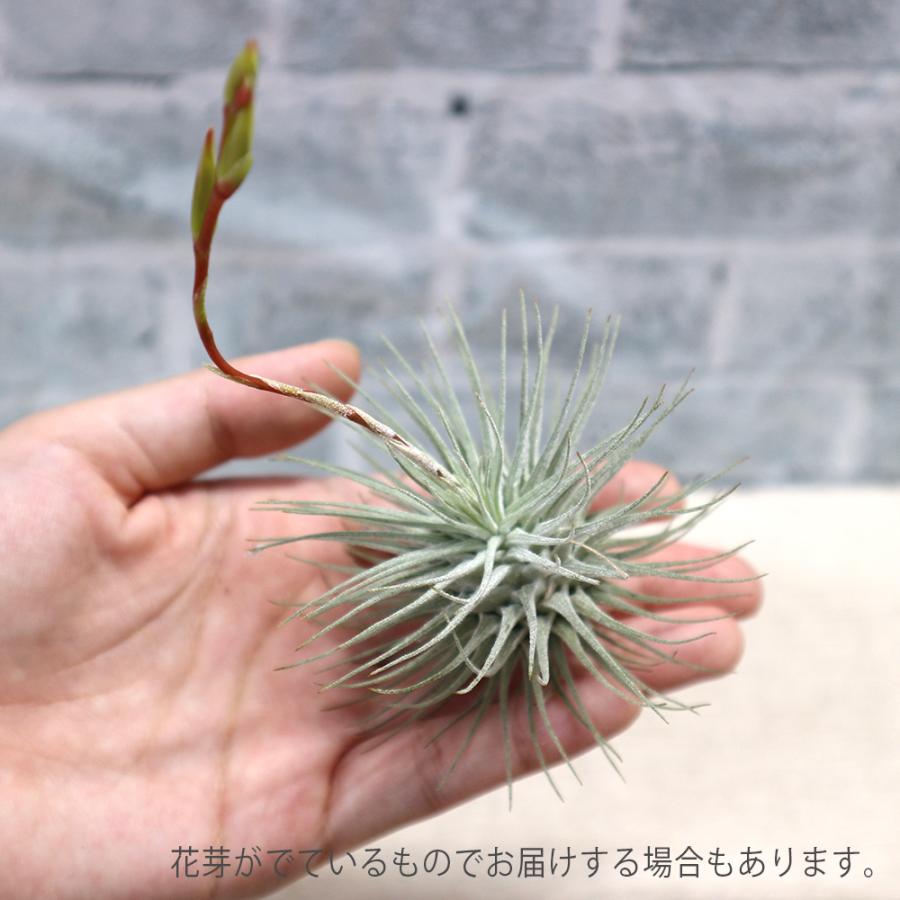 ITANSE エアプランツ チランジア フックシー・フックシー Lサイズ 1個