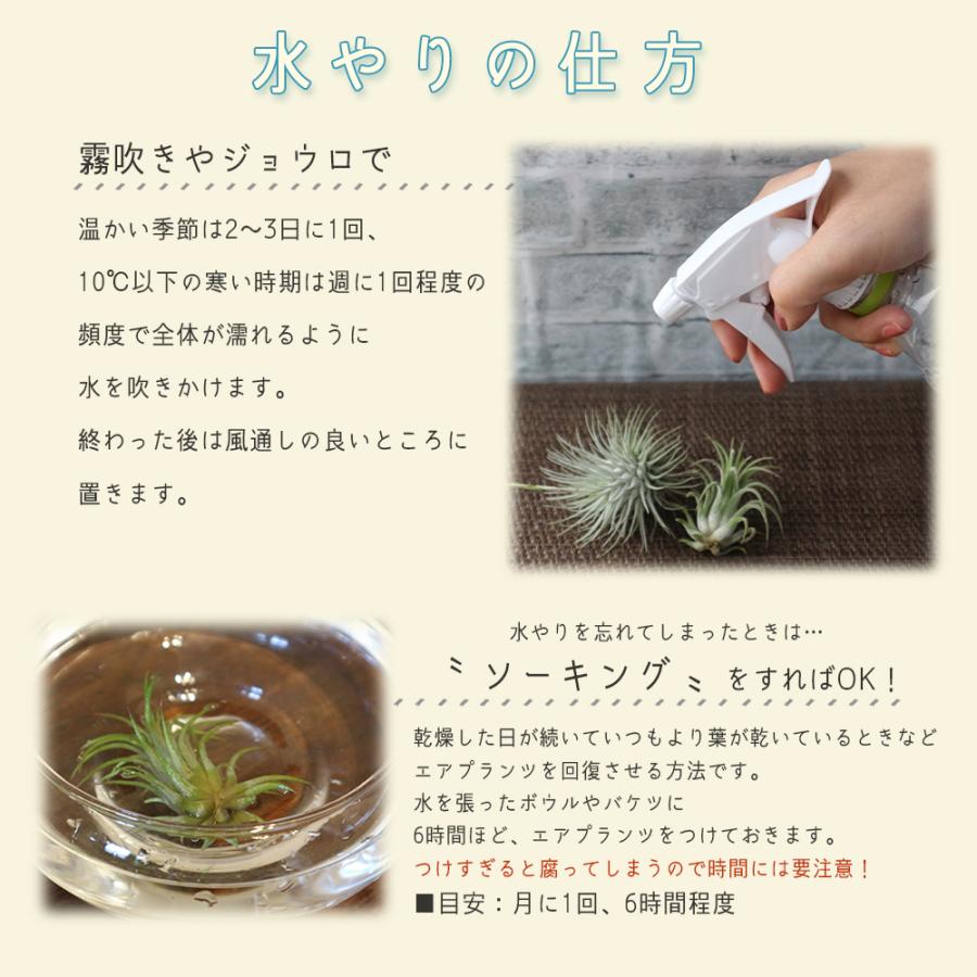 ITANSE エアプランツ チランジア フックシー グラシリス Sサイズ 1個