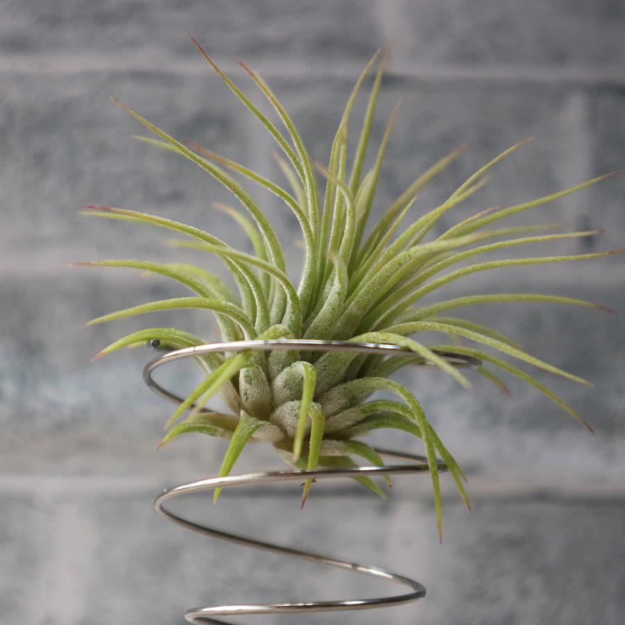 ITANSE エアプランツ チランジア イオナンタ ルブラ Sサイズ 1個 送料