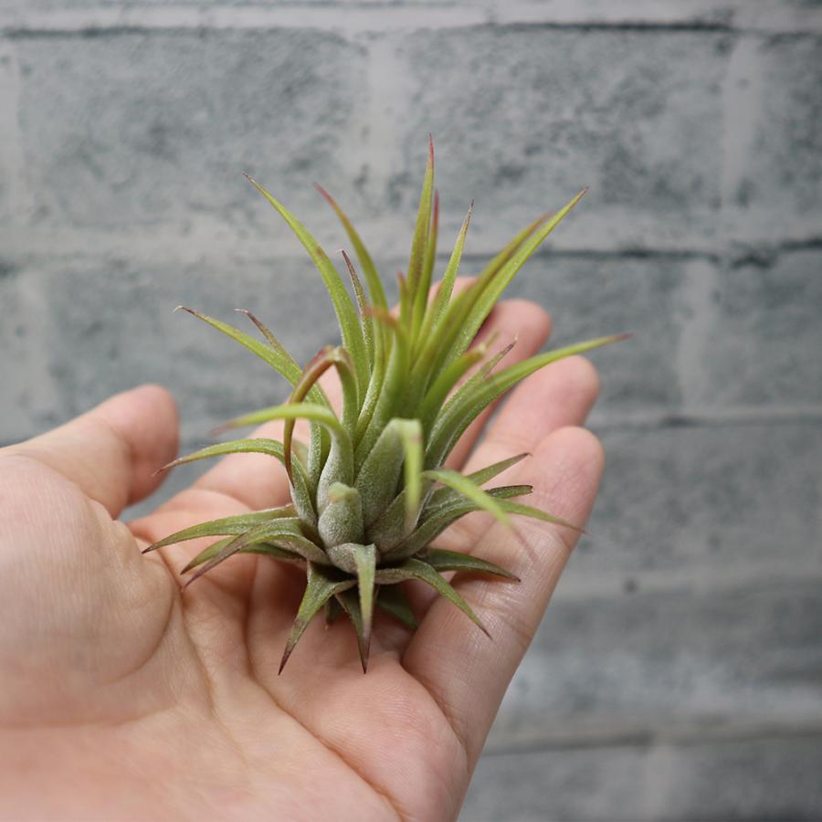 ITANSE エアプランツ チランジア イオナンタ ルブラ Sサイズ 1個 送料