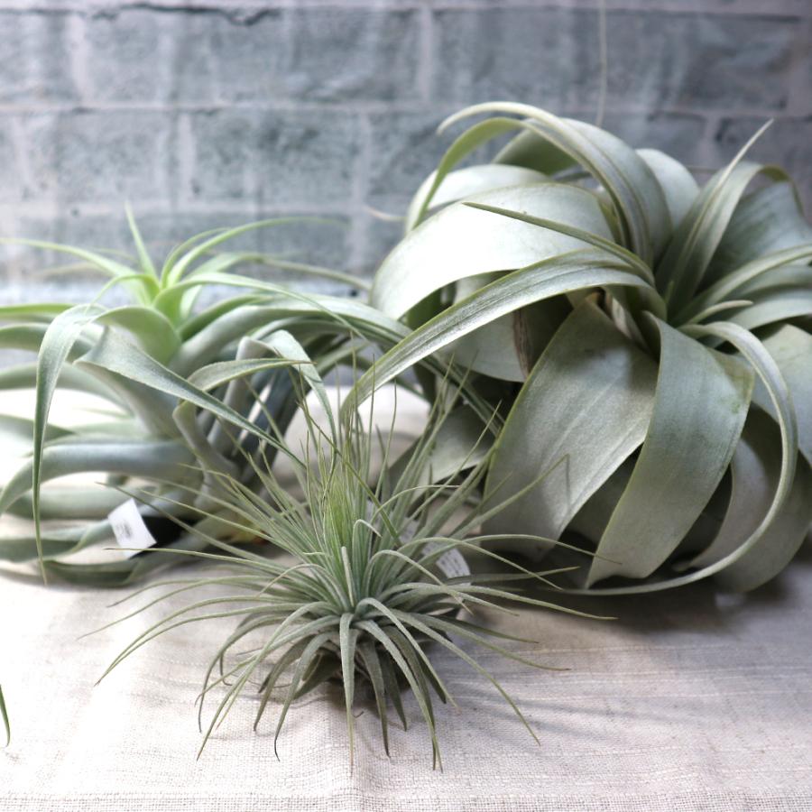 エアプランツ チランジア キセログラフィカ Rサイズ 1個 送料無料 Air 野菜苗 植物 青果物販売のitanse 通販 Yahoo ショッピング