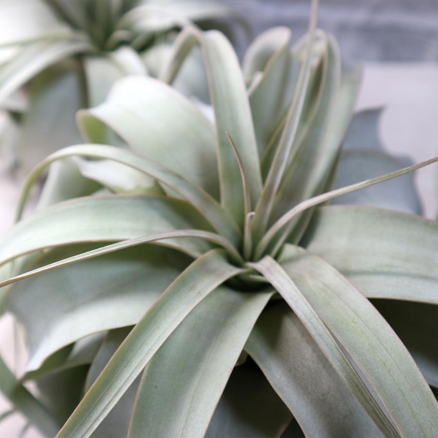 エアプランツ チランジア キセログラフィカ Rサイズ 1個 送料無料 Air 野菜苗 植物 青果物販売のitanse 通販 Yahoo ショッピング