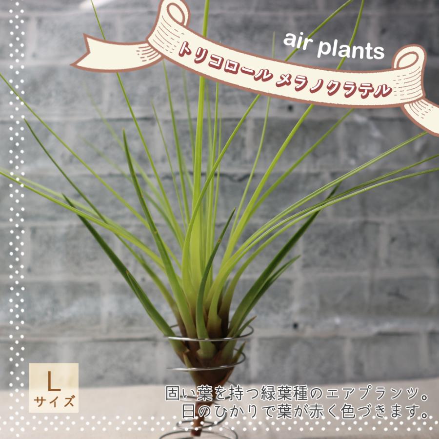 ITANSE エアプランツ チランジア トリコロール メラノクラテル Lサイズ