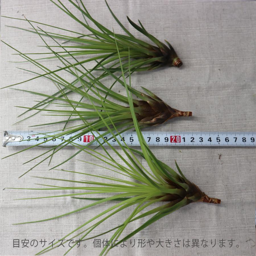 ITANSE エアプランツ チランジア トリコロール メラノクラテル Lサイズ