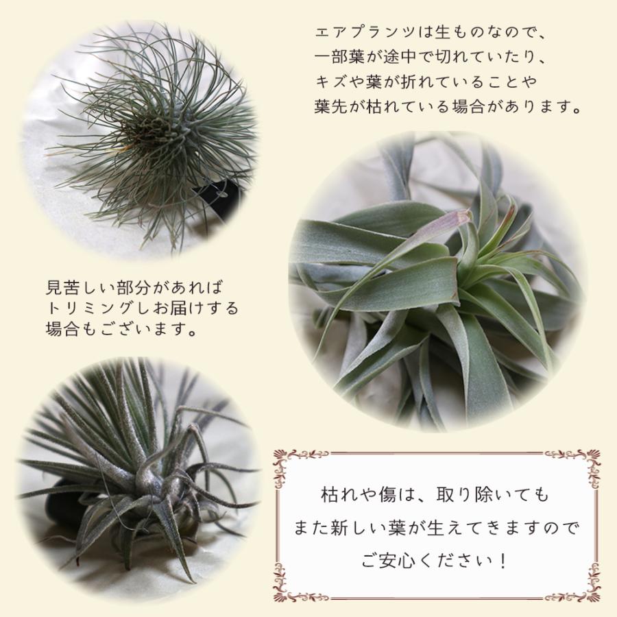 ITANSE エアプランツ チランジア キセログラフィカ Lサイズ 1個 ITANSE エアプランツ チランジア キセログラフィカ Lサイズ 1個