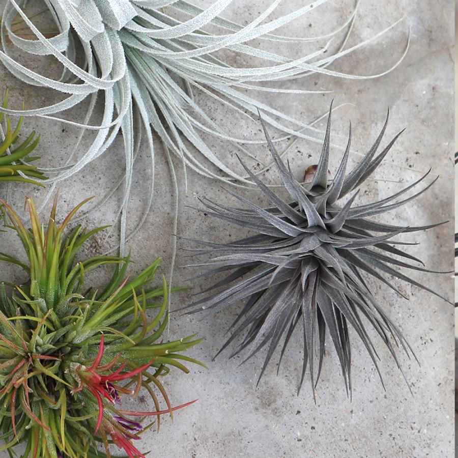 エアープランツ チランジア アエラントス ニグラ エアプランツ Rサイズ 1個売り 人気 おしゃれ インテリア サスティナブル 送料無料 Air 野菜苗 植物 青果物販売のitanse 通販 Yahoo ショッピング