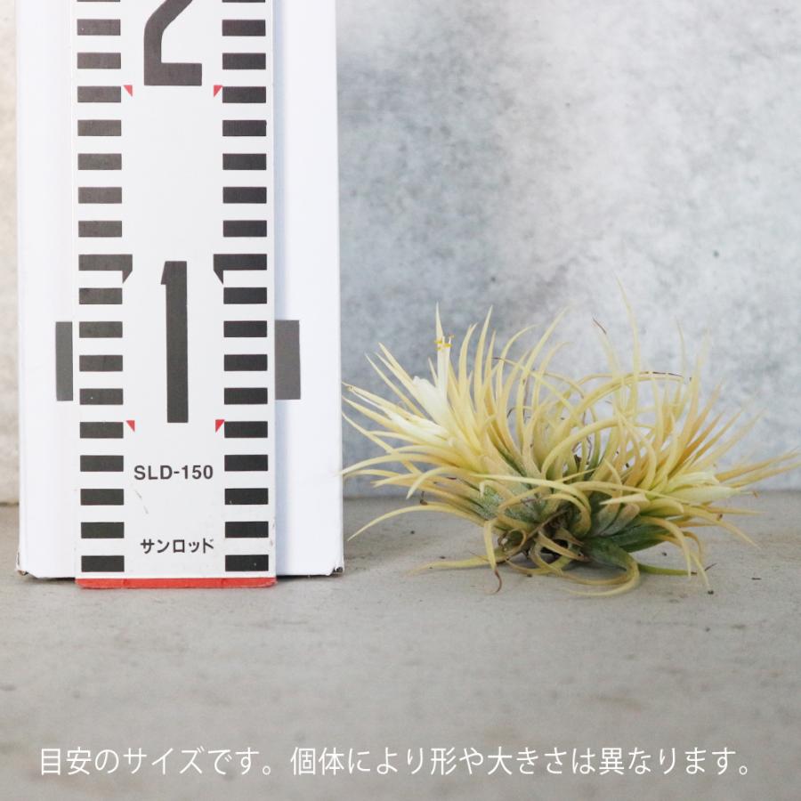 人気定番の エアプランツ チランジア イオナンタ ルブラ Sサイズ 1個 送料無料