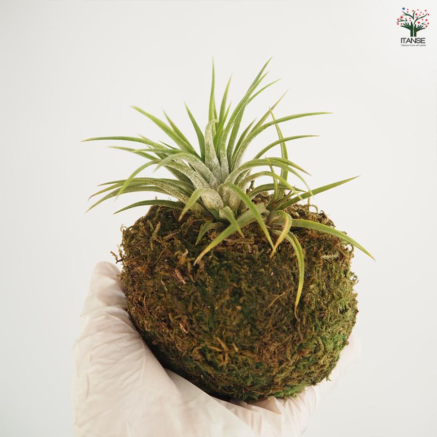チランジア イオナンタ 苔玉スタンド エアプランツ /1個売り