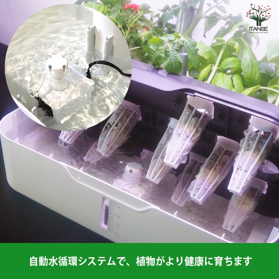 水耕栽培スマートプランターライト付 種子Aセット /1個売り 育成ライト