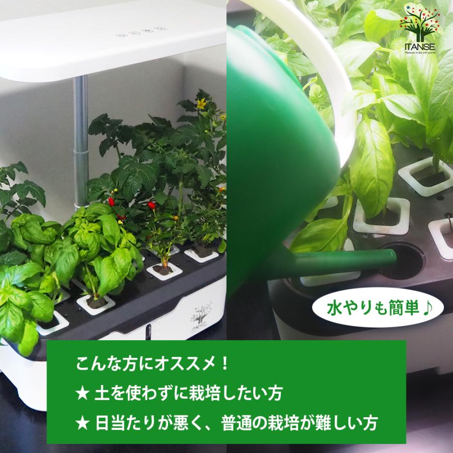 水耕栽培スマートプランターライト付 種子Aセット /1個売り 育成ライト