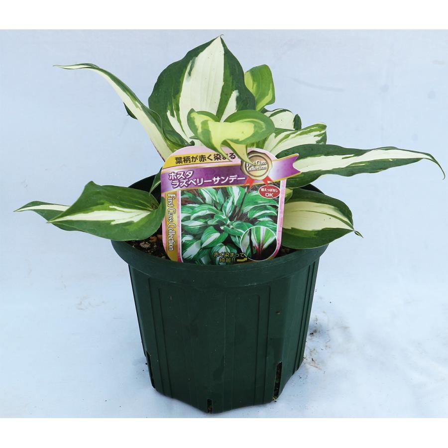 ホスタ ラズベリーサンデー 2年生苗 6号鉢 1個 ギボウシ ぎぼうしゅ 庭木 花木 植木 送料無料 Han 野菜苗 植物 青果物販売のitanse 通販 Yahoo ショッピング