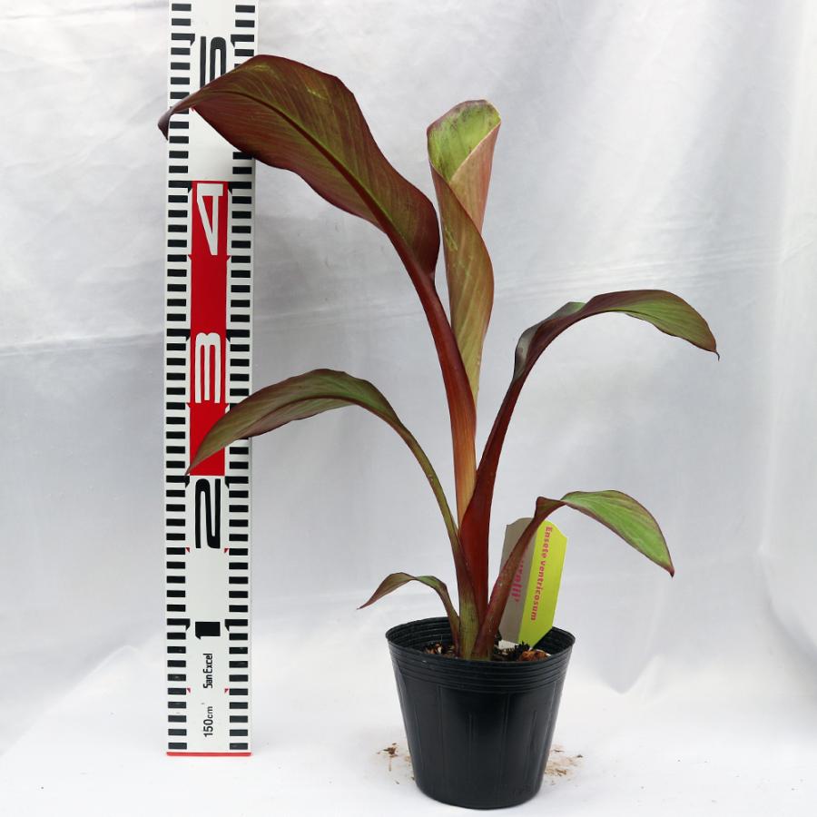 エンセテ マウレリー 15cmポット 高さ約35cm エンセテ