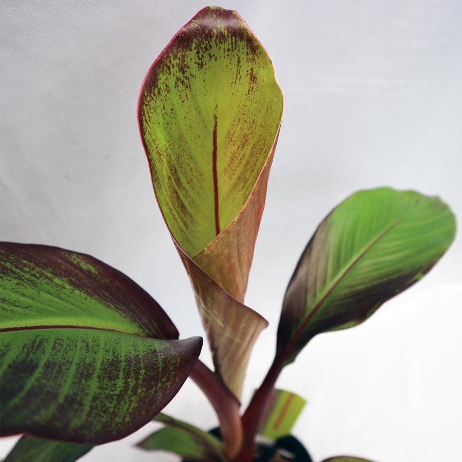 エンセテ マウレリー 15cmポット 高さ約35cm 楽天市場】耐寒性バナナ苗 エンセテ マウレリー 充実カット大苗