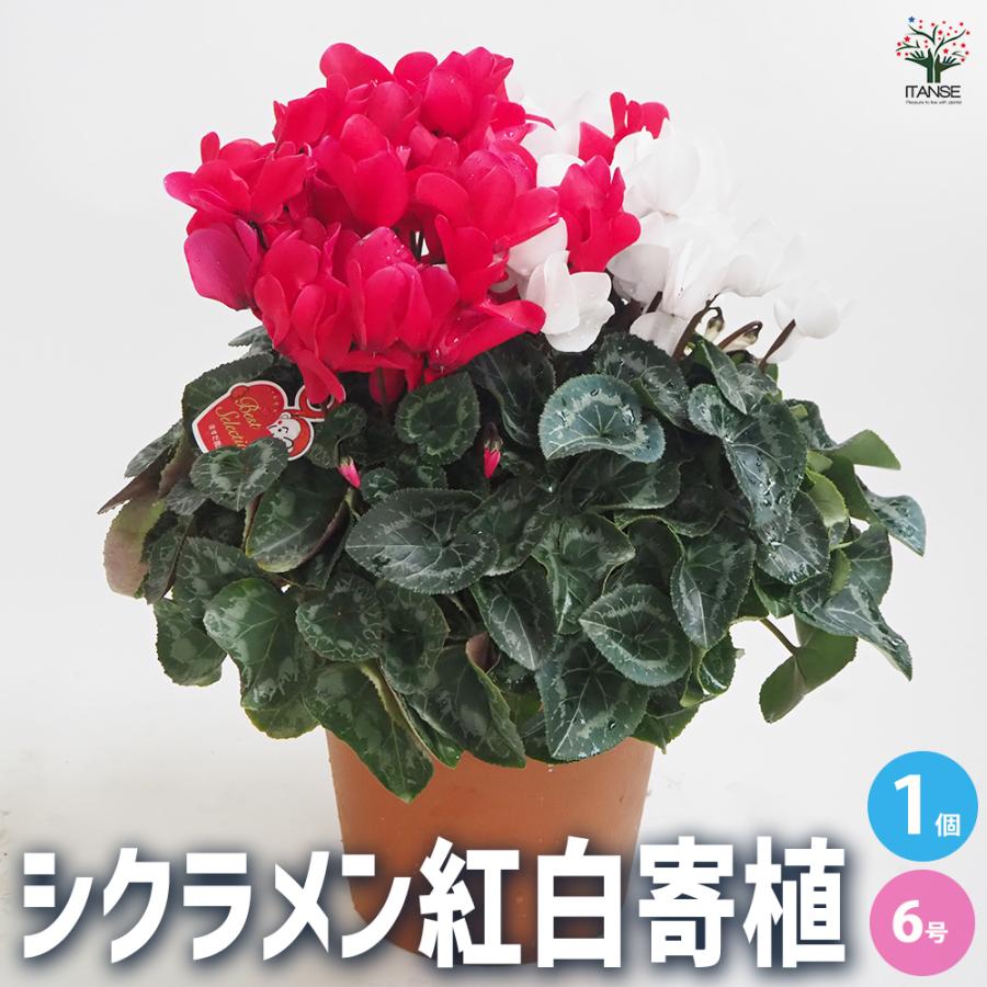 ITANSE シクラメン 紅白寄せ植え 花苗 開花株 6号大鉢 1個売り