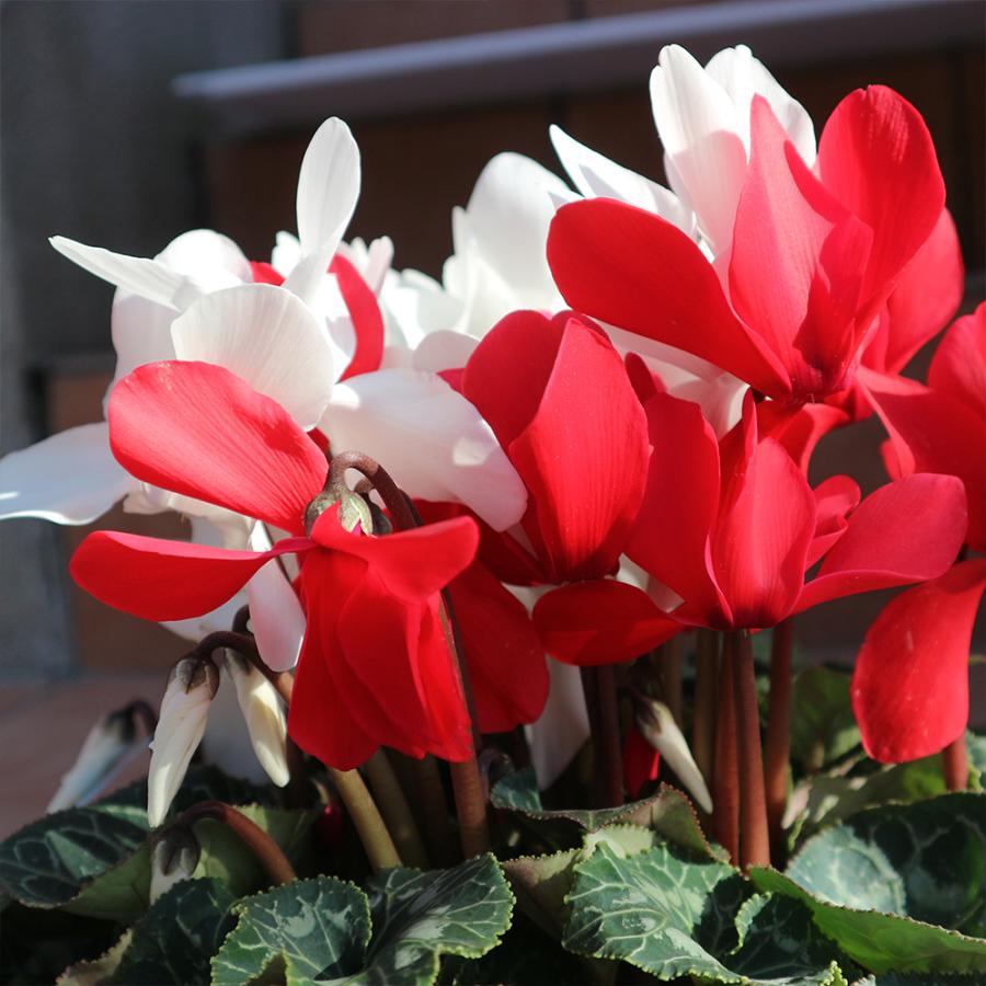 ITANSE シクラメン 紅白寄せ植え 花苗 開花株 6号大鉢 1個売り