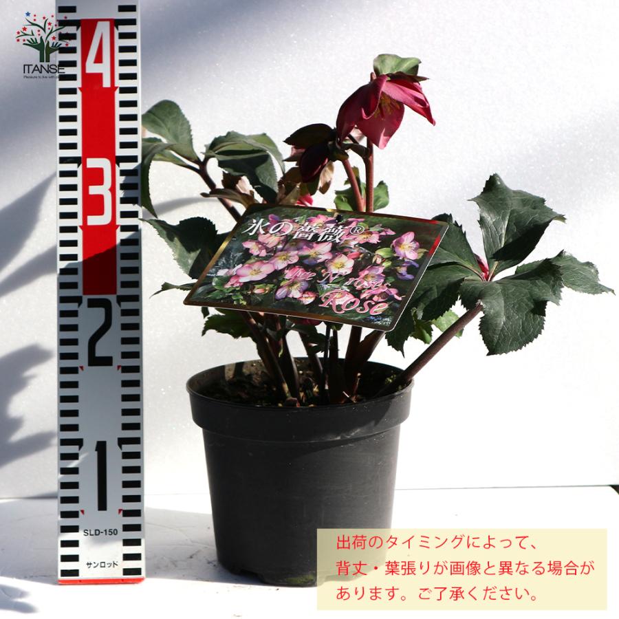 ITANSE クリスマスローズ HGC IceN'roses 氷の薔薇：ローズ 花苗 6号ポット 1個売り フラワーギフト 贈り物 窓辺 送料無料 イタンセ公式の画像