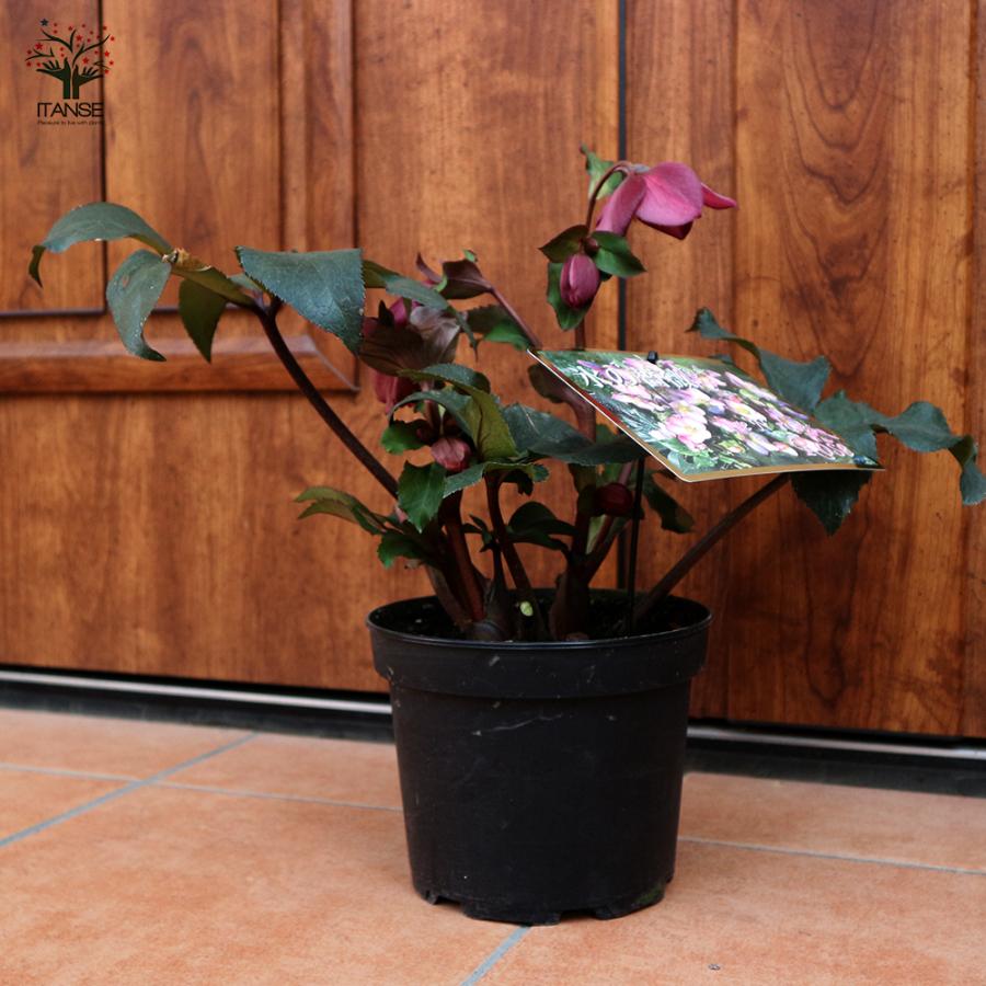 ITANSE クリスマスローズ HGC IceN'roses 氷の薔薇：ローズ 花苗 6号ポット 1個売り フラワーギフト 贈り物 窓辺 送料無料 イタンセ公式の画像