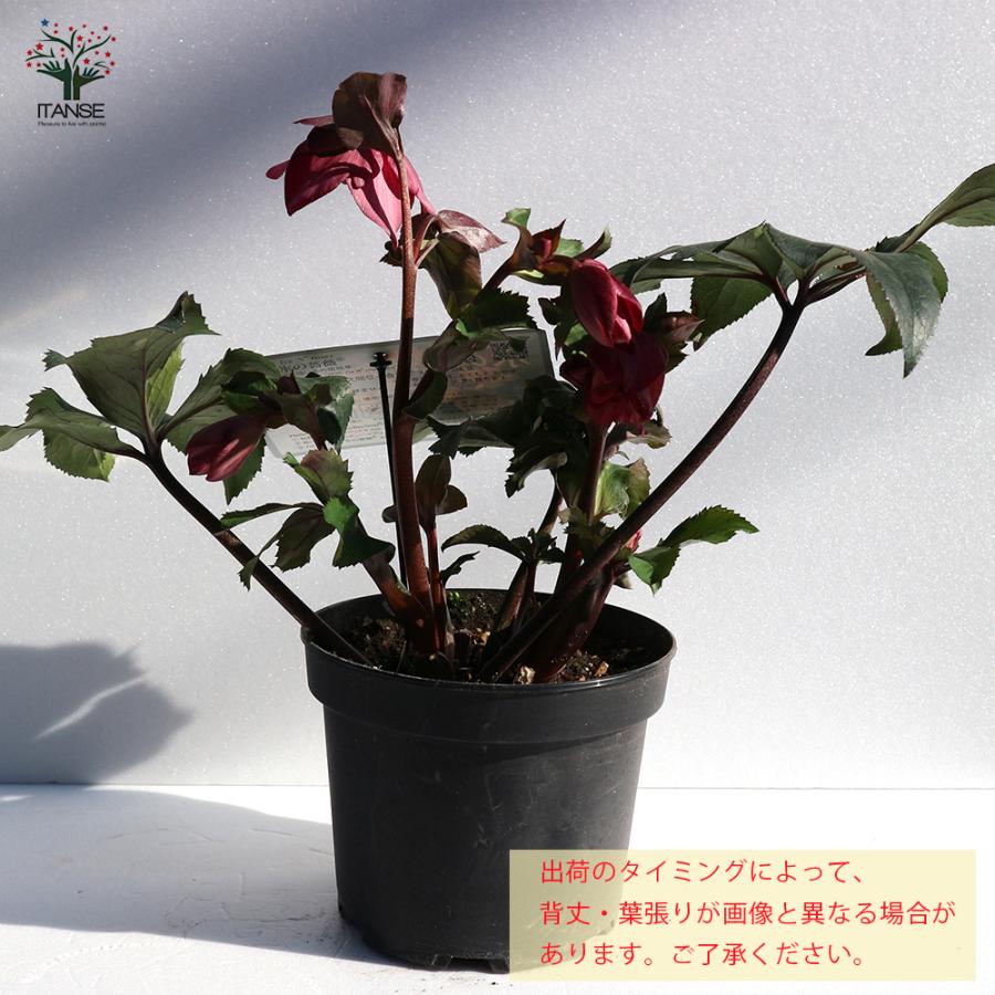 ITANSE クリスマスローズ HGC IceN'roses 氷の薔薇：ローズ 花苗 6号ポット 1個売り フラワーギフト 贈り物 窓辺 送料無料 イタンセ公式の画像