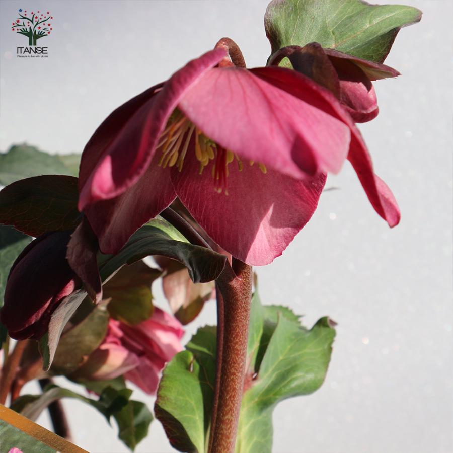 ITANSE クリスマスローズ HGC IceN'roses 氷の薔薇：ローズ 花苗 6号ポット 1個売り フラワーギフト 贈り物 窓辺 送料無料 イタンセ公式の画像