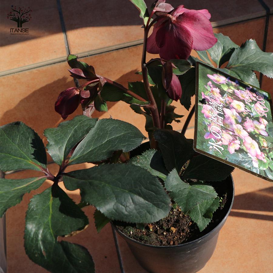 ITANSE クリスマスローズ HGC IceN'roses 氷の薔薇：ローズ 花苗 6号ポット 1個売り フラワーギフト 贈り物 窓辺 送料無料 イタンセ公式の画像