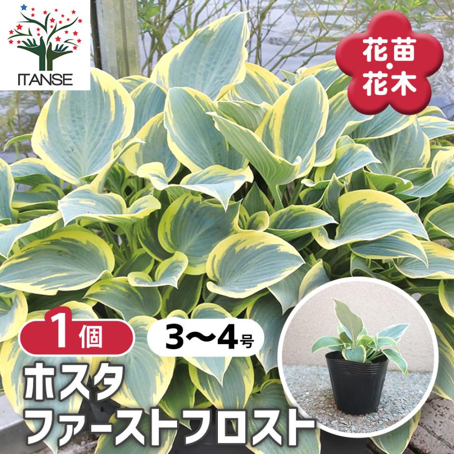 ITANSE ホスタの苗木 ファーストフロスト 花苗 3〜4号苗 1個売り 庭木