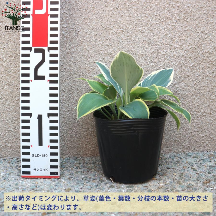 ITANSE ホスタの苗木 ファーストフロスト 花苗 3〜4号苗 1個売り 庭木