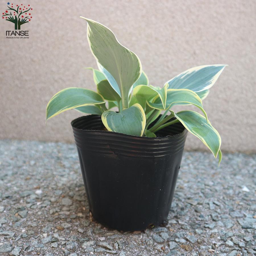ITANSE ホスタの苗木 ファーストフロスト 花苗 3〜4号苗 1個売り 庭木