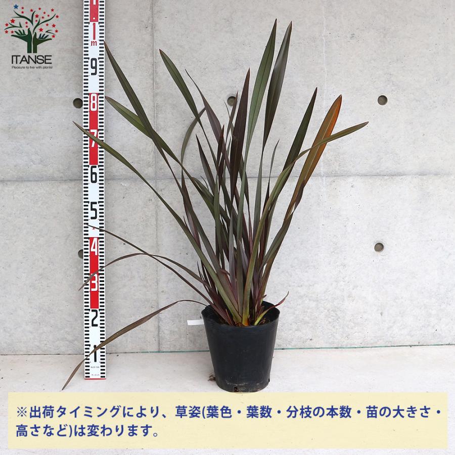 ITANSE ニューサイラン(入才蘭)の苗 多年草カラーリーフ・オーナ