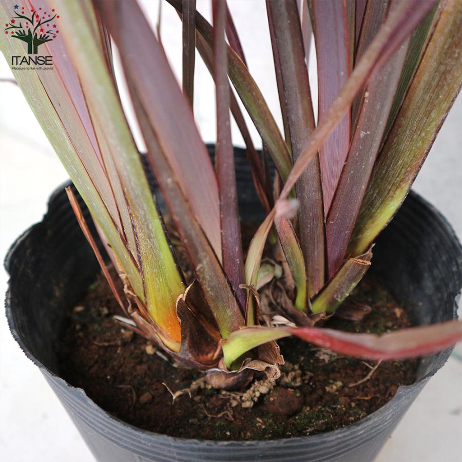 ITANSE ニューサイラン(入才蘭)の苗 多年草カラーリーフ・オーナ