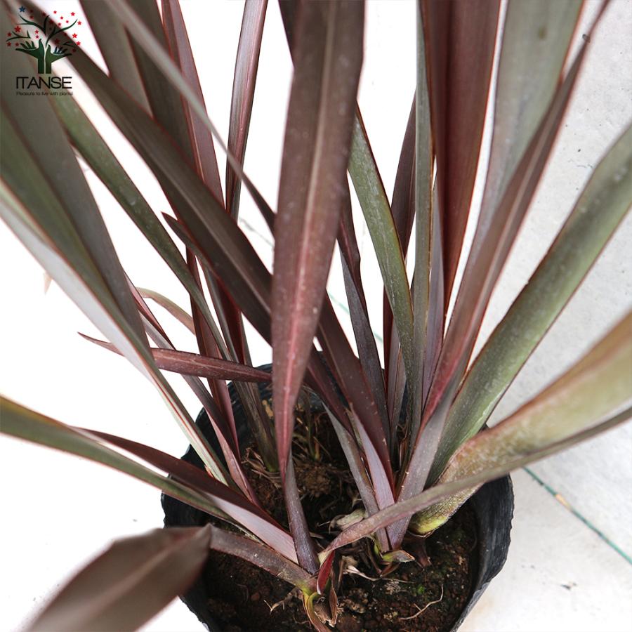 ITANSE ニューサイラン(入才蘭)の苗 多年草カラーリーフ・オーナ