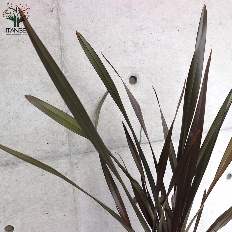 ITANSE ニューサイラン(入才蘭)の苗 多年草カラーリーフ・オーナ