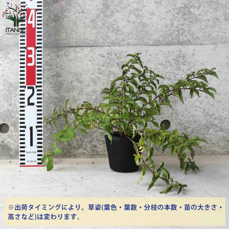 ITANSE ムラサキシキブ(紫式部) コムラサキ 庭木 3〜3.5号ポット苗 1個