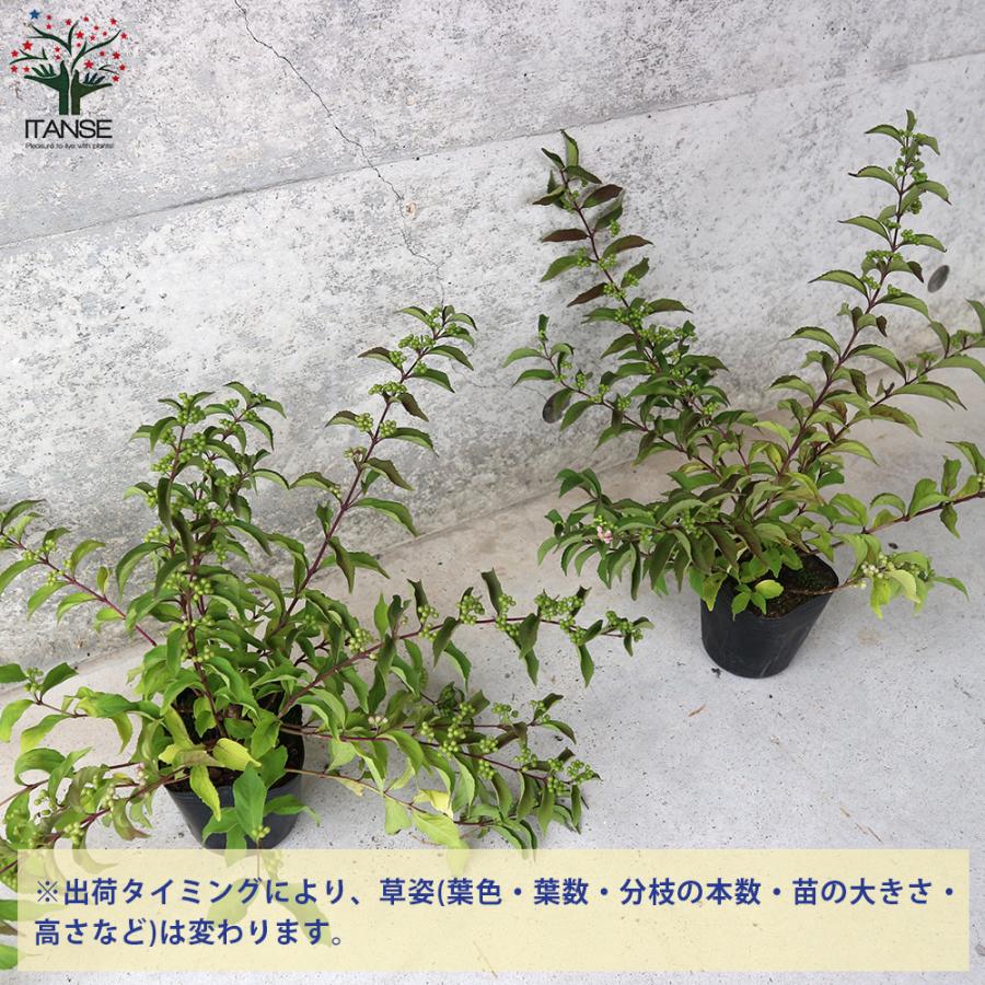 ITANSE ムラサキシキブ(紫式部) コムラサキ 庭木 3〜3.5号ポット苗 1個