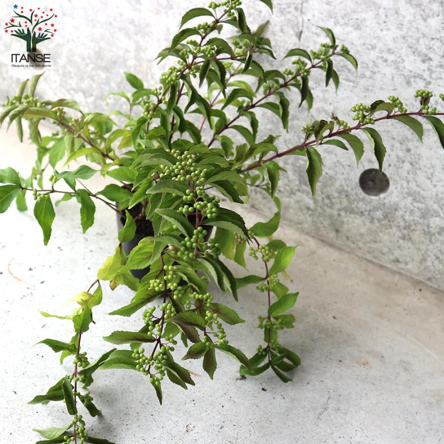 ITANSE ムラサキシキブ(紫式部) コムラサキ 庭木 3〜3.5号ポット苗 1個