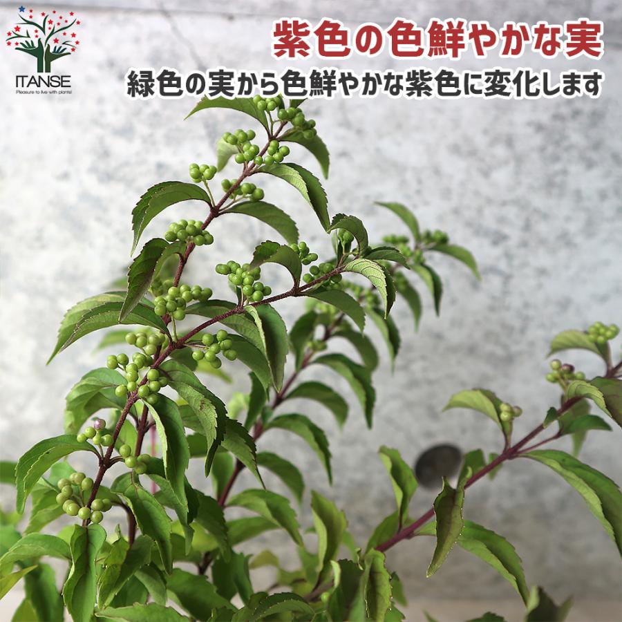 ITANSE ムラサキシキブ(紫式部) コムラサキ 庭木 3〜3.5号ポット苗 1個