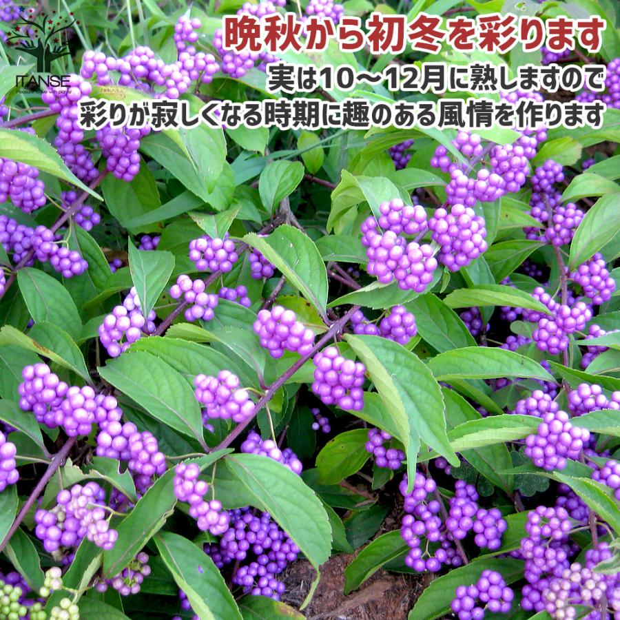 ITANSE ムラサキシキブ(紫式部) コムラサキ 庭木 3〜3.5号ポット苗 1個