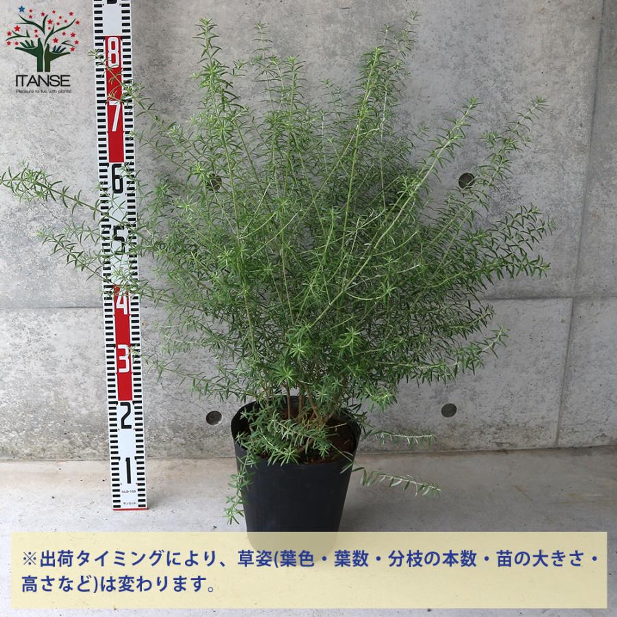 ITANSE ウエストリンギア (花色：淡紫) 庭木 7号ポット大苗 1個売り 庭木 植木 花木 観賞用 プレゼント 贈答 送料無料 イタンセ公式｜itanse｜02