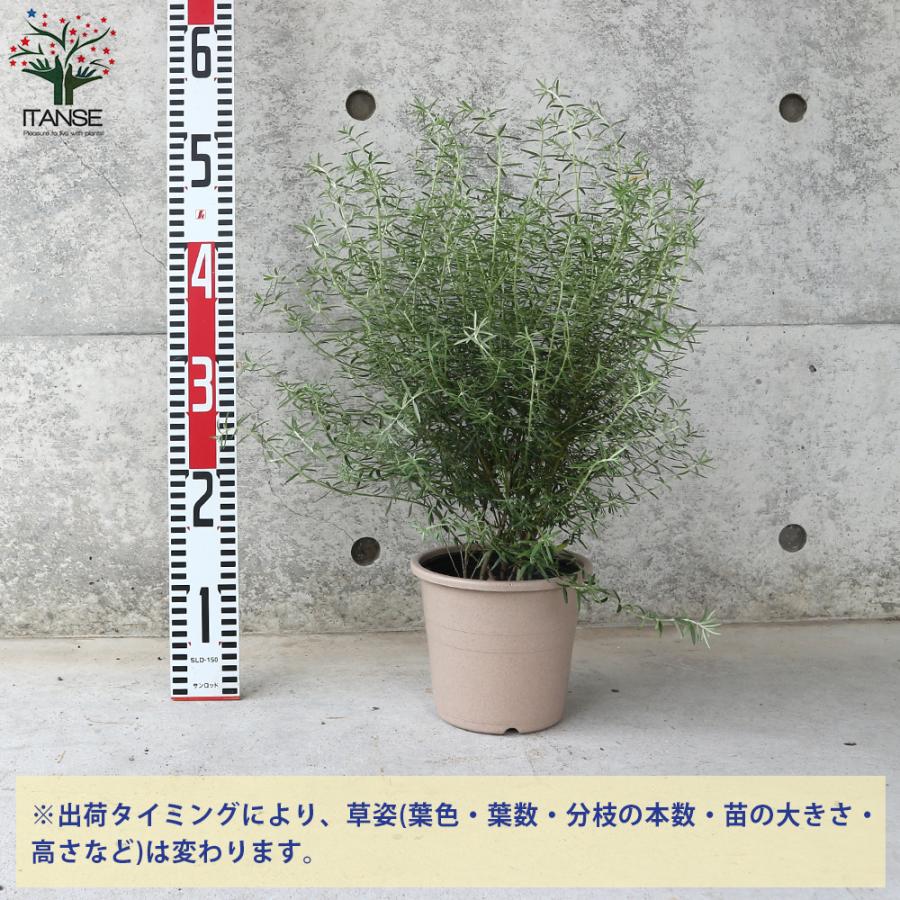 ITANSE ウエストリンギア (花色：淡紫) 庭木 5号ポット大苗 1個売り