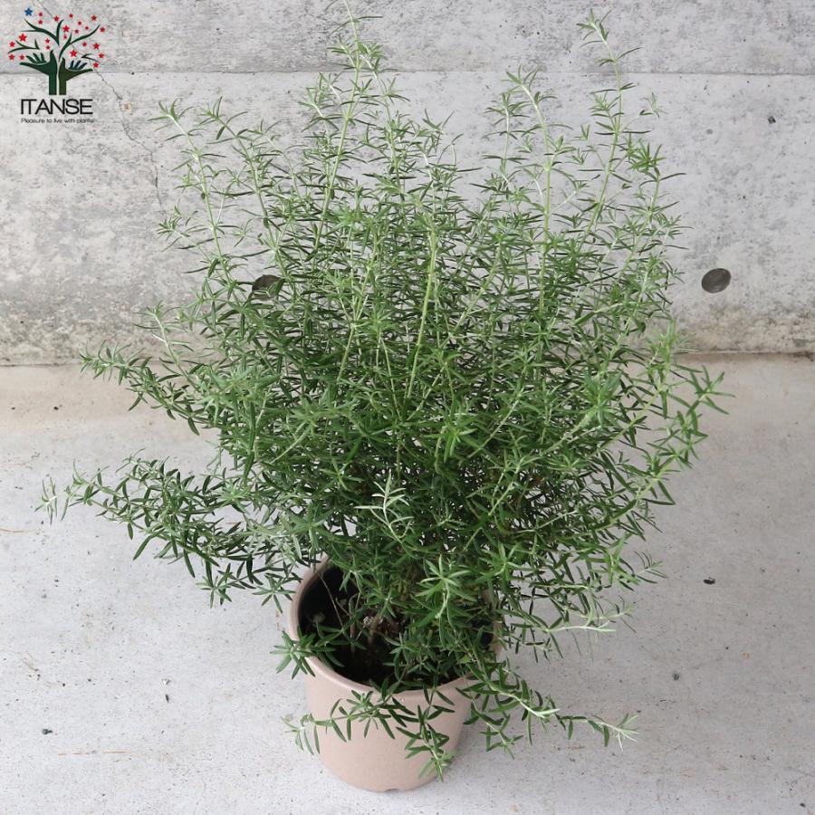 ITANSE ウエストリンギア (花色：淡紫) 庭木 5号ポット大苗 1個売り 庭木 植木 花木 観賞用 プレゼント 贈答 送料無料 イタンセ公式