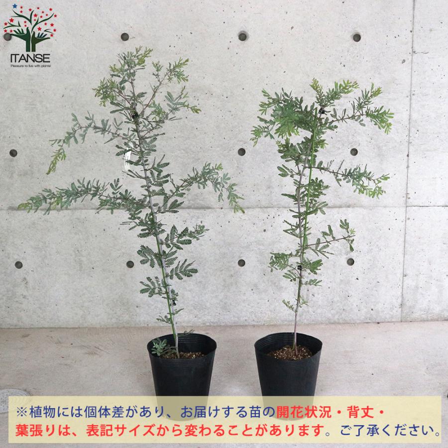市場 送料無料 アカシアプルプレア お買い得4個セット 庭木 ギンヨウアカシア 銅葉ミモザアカシア 9cmポット