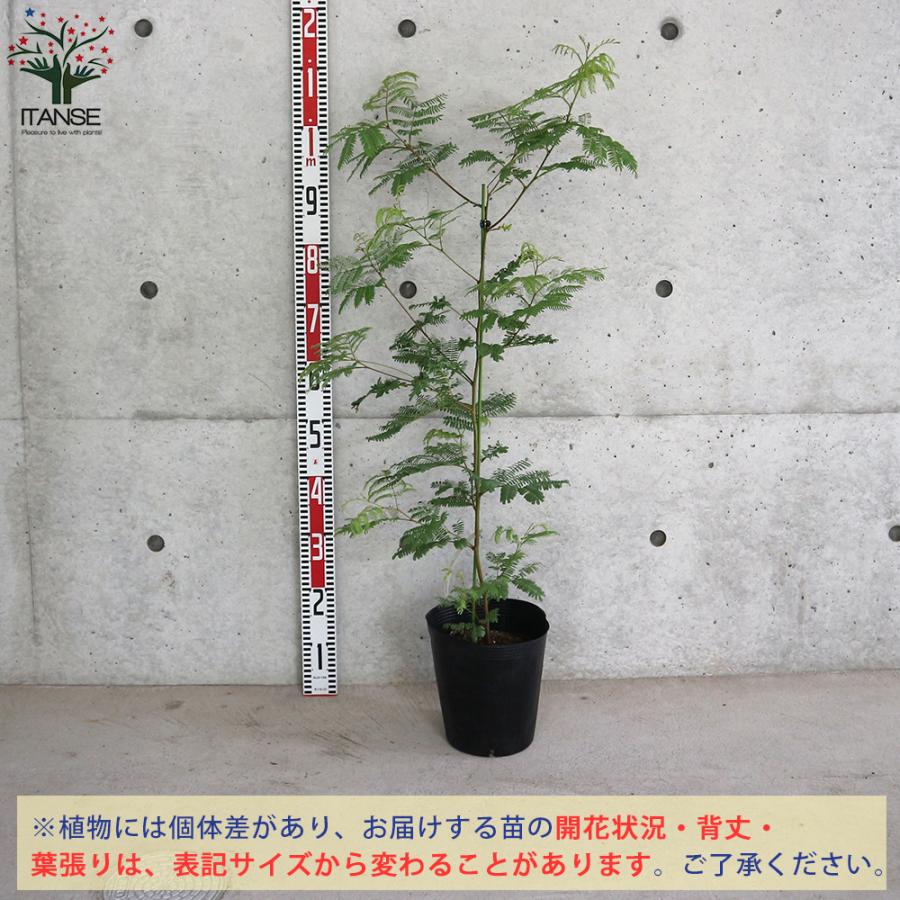 ITANSE アカシア ルビダ 庭木 7号ポット苗 1個売り 庭木 植木 花木 観賞用 新生活 プレゼント 贈答 送料無料 イタンセ公式｜itanse｜02