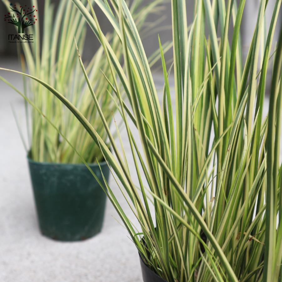 ITANSE セキショウ 斑入り葉 花苗 9cmポット苗 お買い得2個セット