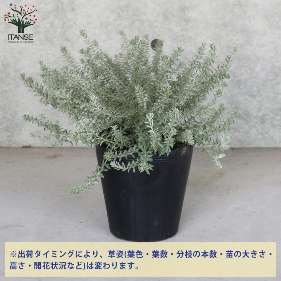 ITANSE ウエストリンギア スモーキーホワイト 庭木 7号鉢 1個売り 植木