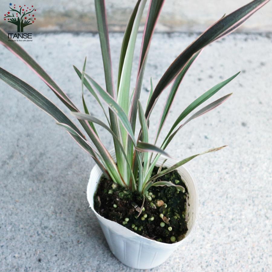 ITANSE ニューサイラン(入才蘭)の苗 ピンクストライプ 多年草カラー