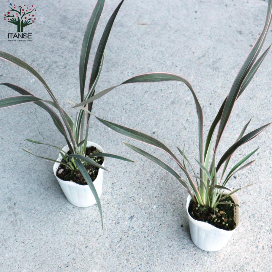 ITANSE ニューサイラン(入才蘭)の苗 ピンクストライプ 多年草カラー