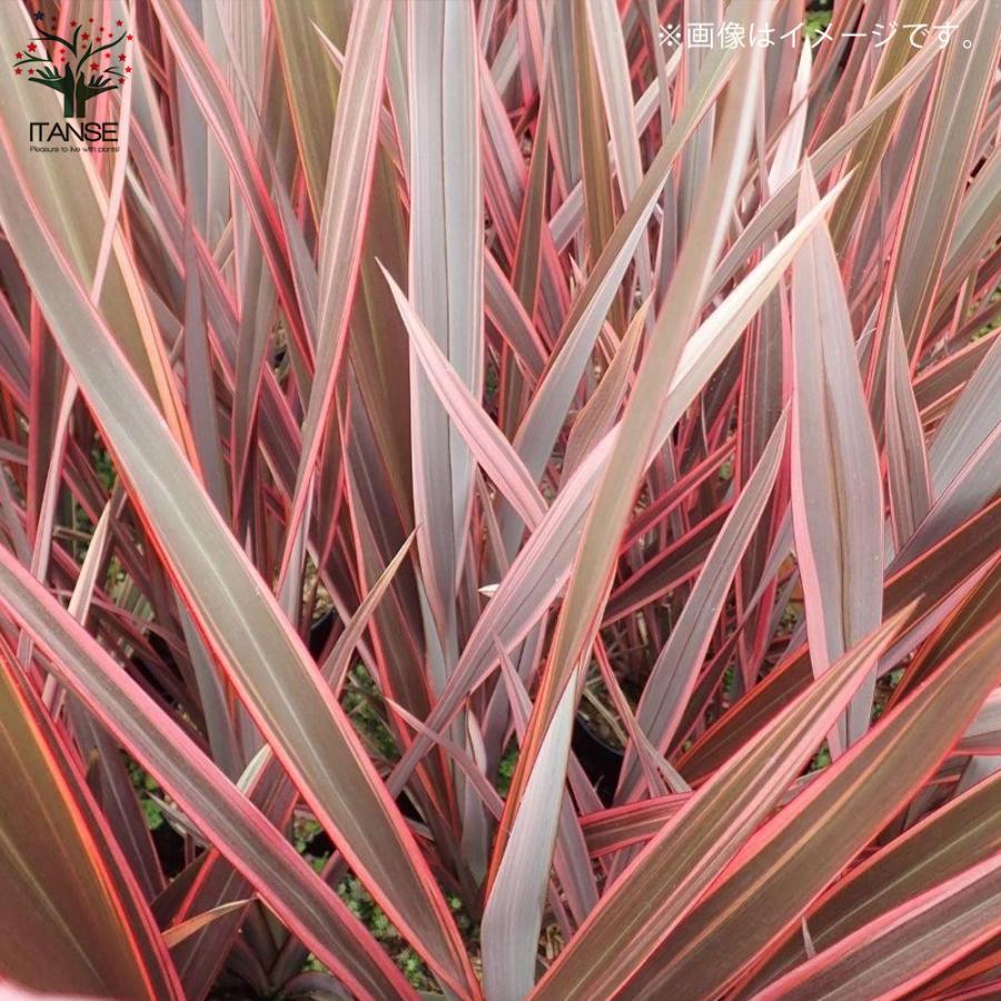 ITANSE ニューサイラン(入才蘭)の苗 ピンクストライプ 多年草カラー