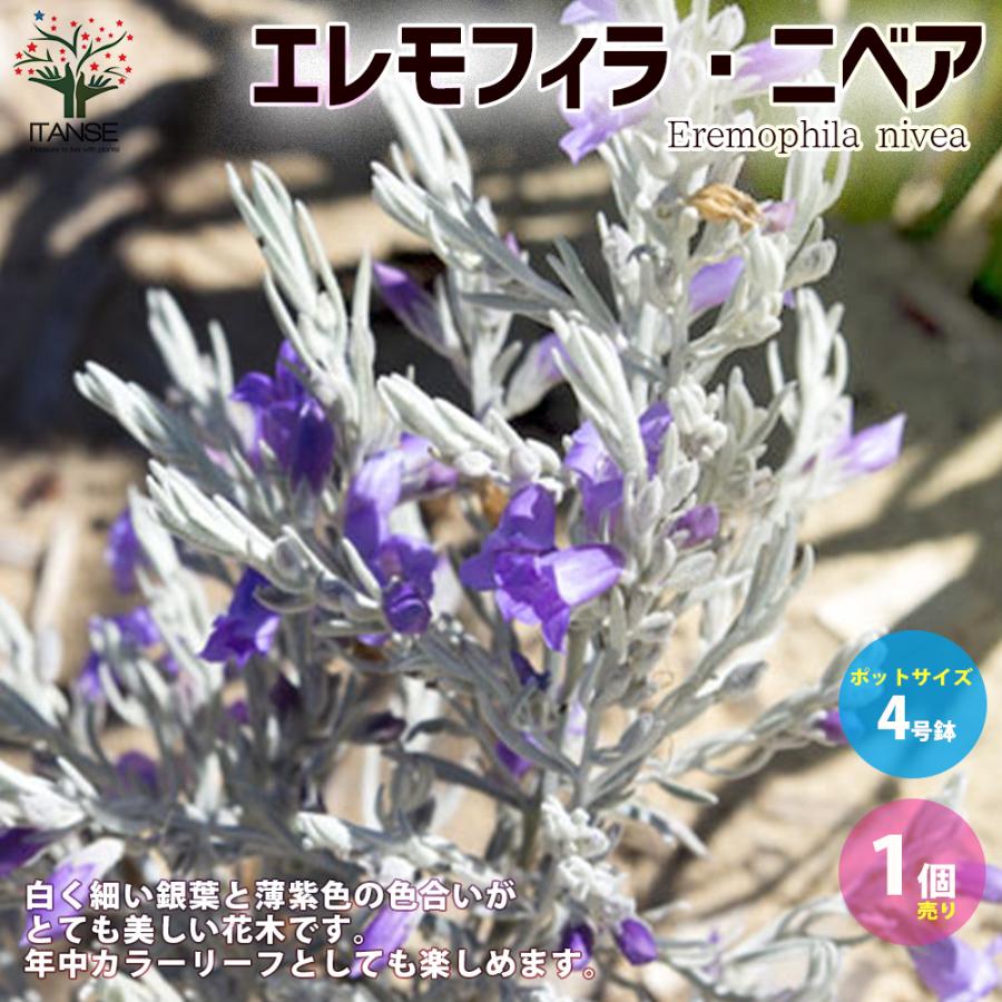 エレモフィラ ニベア 庭木 4号鉢 1個売り 庭木 植木 花木 観賞用 新生活 プレゼント 贈答 送料無料 Han 野菜苗 植物 青果物販売のitanse 通販 Yahoo ショッピング