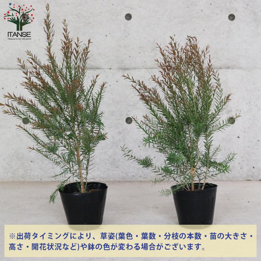 【SEC❗️高さ140㎝前後】メラレウカ　レッドジェム　2本セット 楽天市場】【現品発送】メラレウカ レッドジェム 樹高2.2m(鉢底から）9