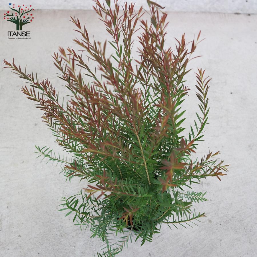 ITANSE メラレウカ・レッドジェム 庭木 庭園樹木・ハーブ 4.5号鉢 1個