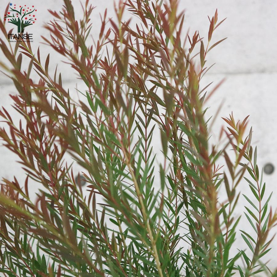 ITANSE メラレウカ・レッドジェム 庭木 庭園樹木・ハーブ 4.5号鉢 1個